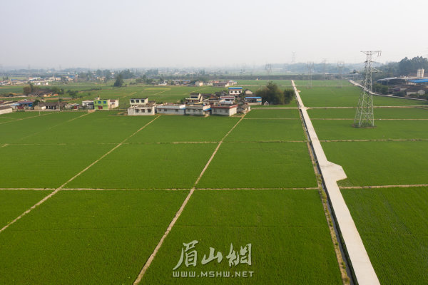 东坡区已建成的高标准农田。