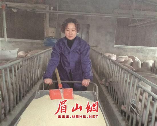 程丽红在自家猪舍里干活。（图片由受访者提供）.jpg