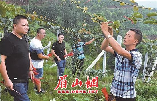 陈平（右）给农场工人们讲解猕猴桃树管理技术。.jpg