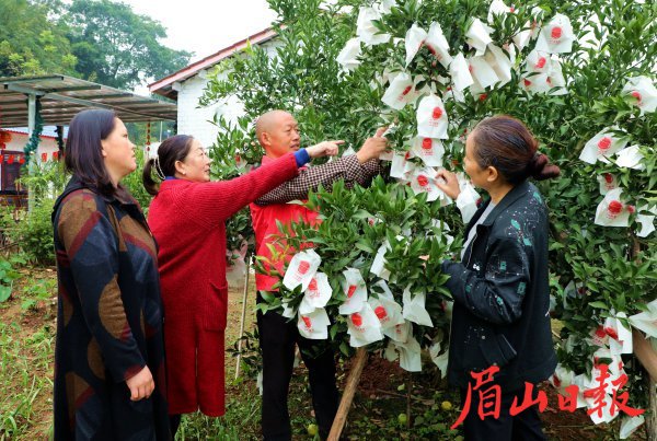  闵开良忙着为乡亲们分享柑橘的套袋技巧。