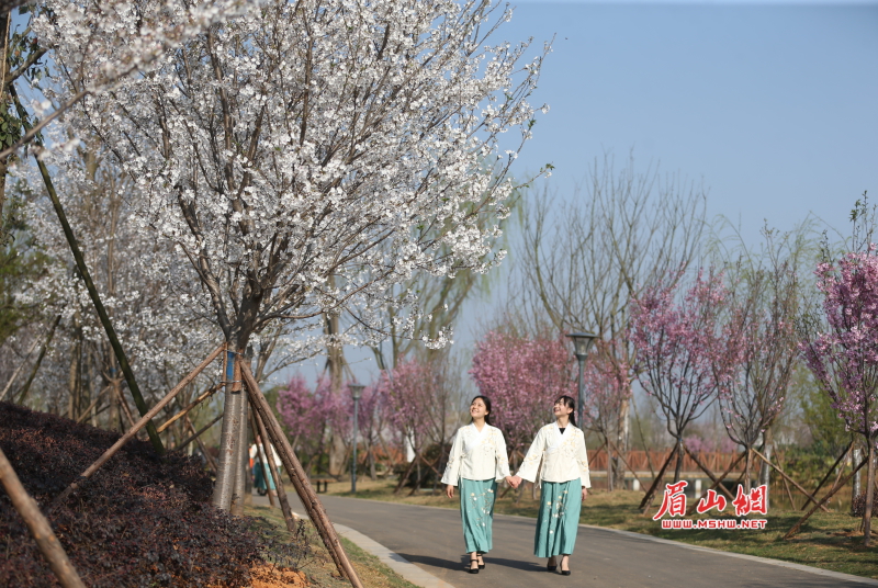 3月8日,记者来到眉山樱花博览园,博览园内大片大片早樱花