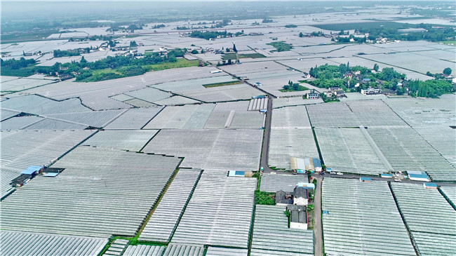 7月23日,在四川省眉山市彭山区观音镇果园村,一家庭农场在采摘出售