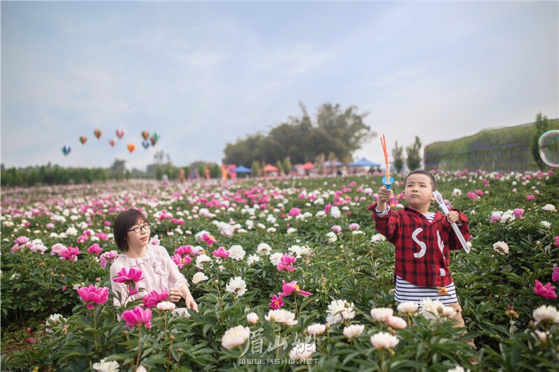 彭山:芍药花海 乐享春光