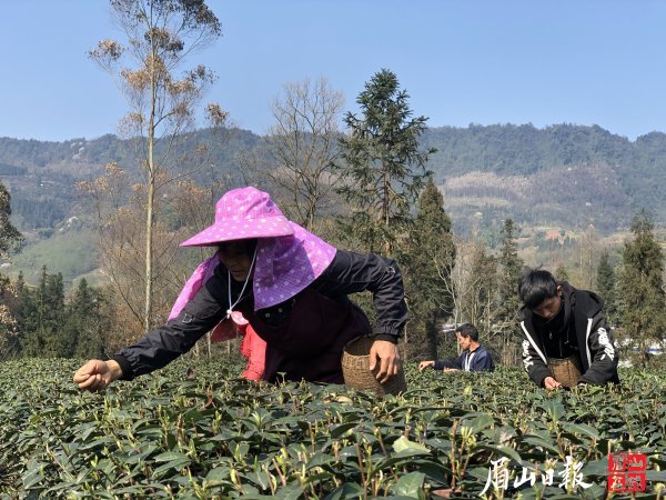 廖店村茶山上一片忙碌。