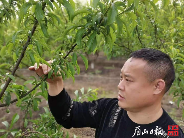  徐永刚正在查看李子树情况。