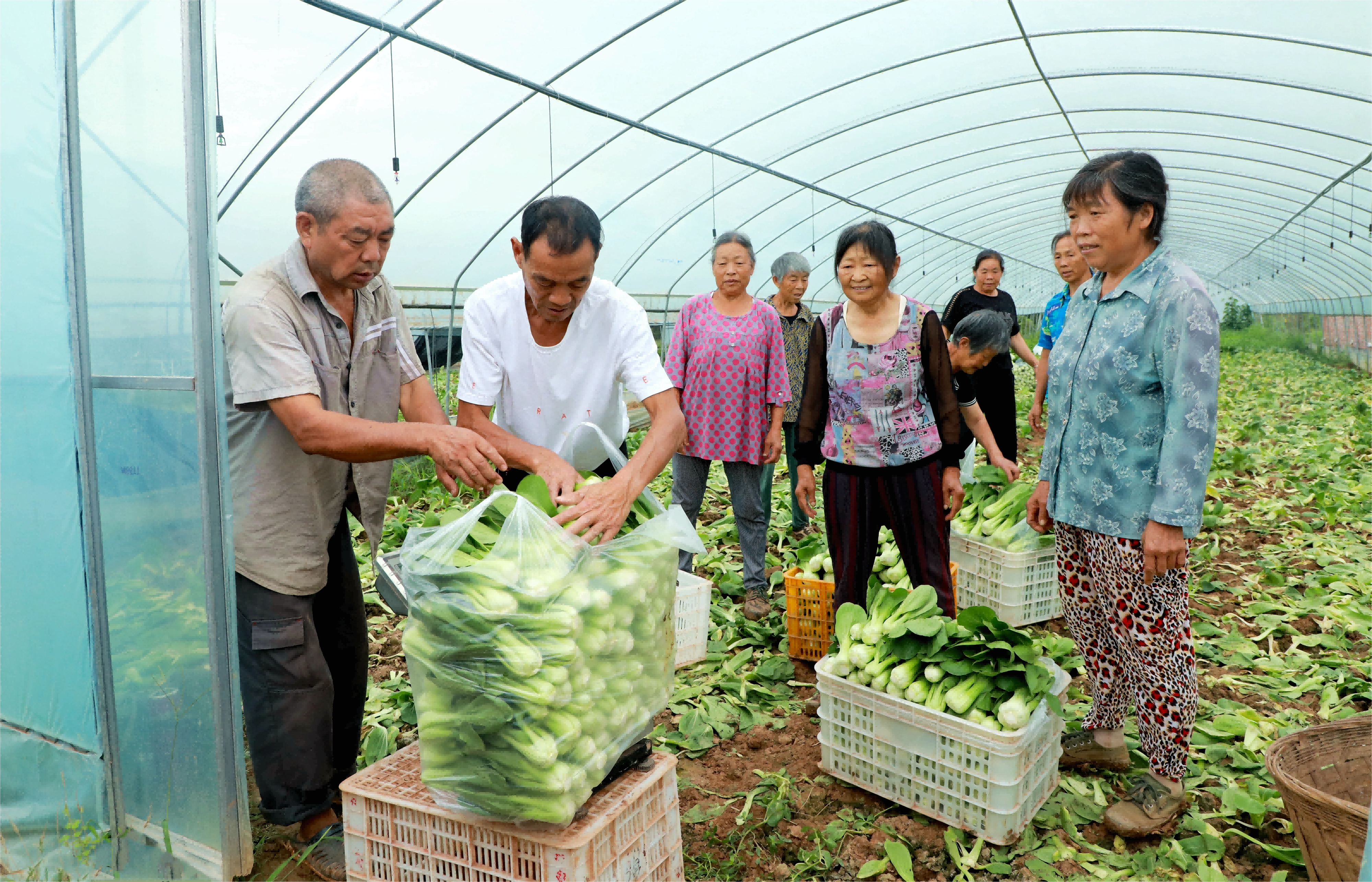  村民正在采收时令蔬菜。