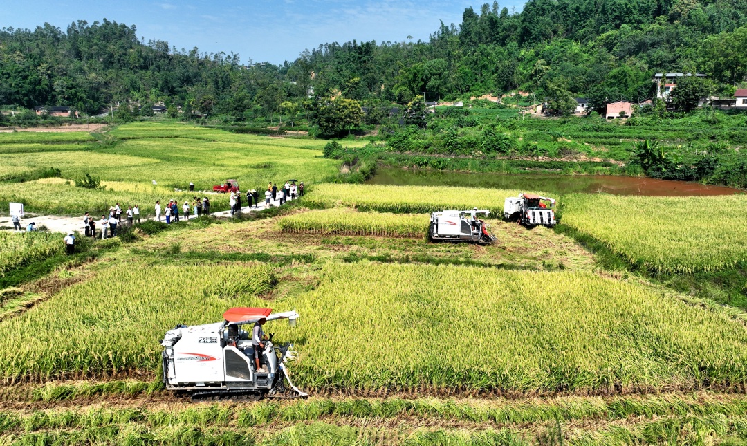 联合收割机正在收割水稻。 (1).jpg