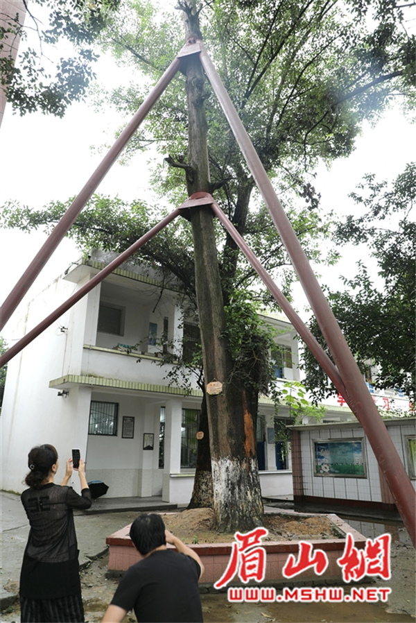 引子 7月24日一早,东坡区三苏镇的蒋红卫送走投资人熊秀平后