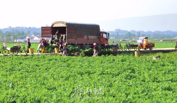 洪雅严格对标绿色有机农产品种植要求,确保食材食品绿色有机.