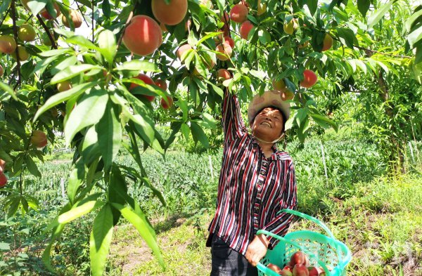 当地村民付水容在桃子基地里上班。