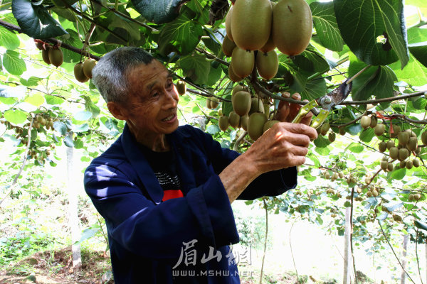 岐山村已脱贫户陈明友正在猕猴桃园内修枝。