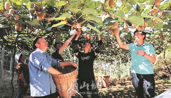 丹棱县张场镇岐山村村民们正在采摘猕猴桃。