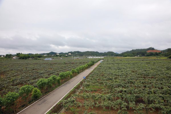 悦园村着力打造万亩猕猴桃基地。