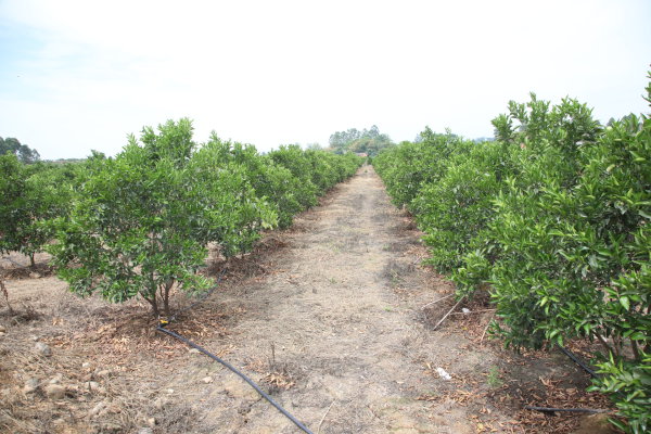 沈厅家庭农场简易灌溉系统在应对此次旱情中发挥出了大作用。  林茂春  摄