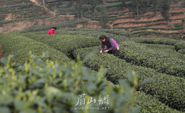 洪雅县止戈镇青杠坪村的茶农在采摘,制作春茶.姚永亮 摄