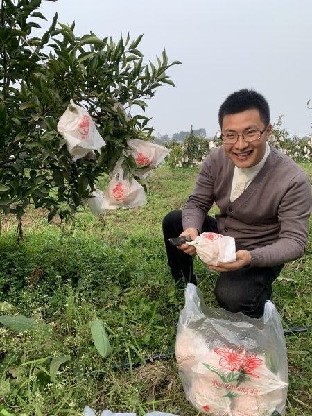 采摘柑橘的刘沈厅。