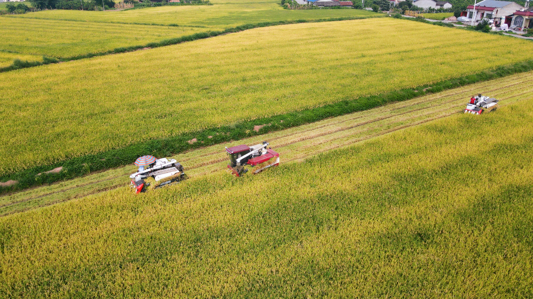 收割机对部分成熟水稻进行收割。
