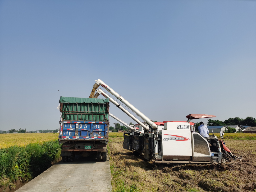  高标准农田旁，机械可以直接进入田间。
