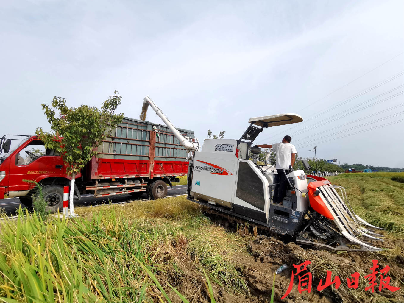 丰收稻谷装入货车