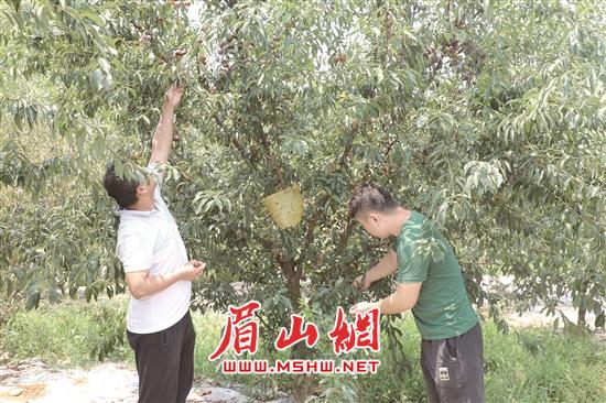 游客在万亩李子园内采摘李子。.jpg