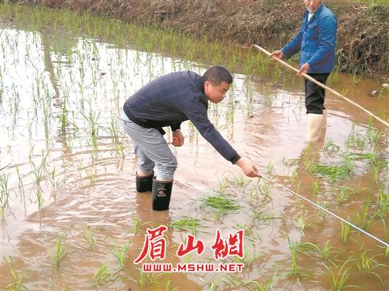 范颖超（左一）下田做示范。.jpg