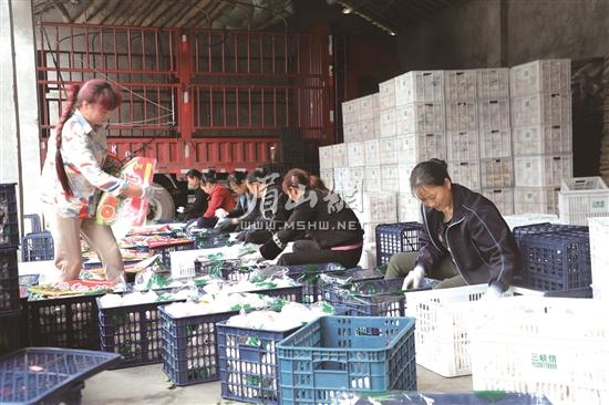 艾光村一家水果包装厂内，工人们正在打包春见，运往外地。.jpg