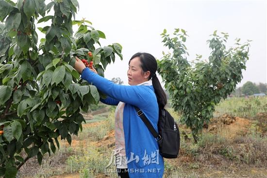 游客正在采摘樱桃。.jpg