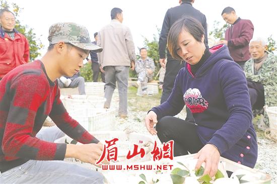 张利（右）和工人正在将柑橘分拣装框。.jpg