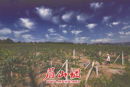 义和乡悦园村大力发展猕猴桃产业。（义和乡政府供图）.jpg