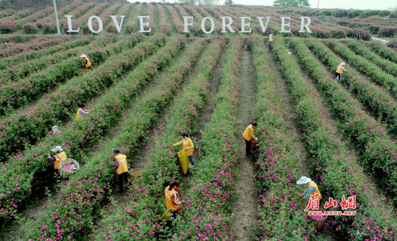 仁寿藕塘乡:800亩玫瑰花盛开 小小玫瑰花撬动大产业