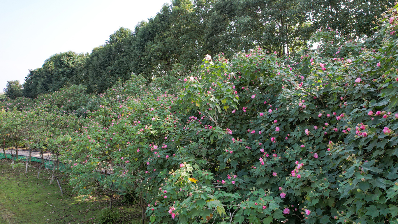 苏堤公园芙蓉 (1).jpg