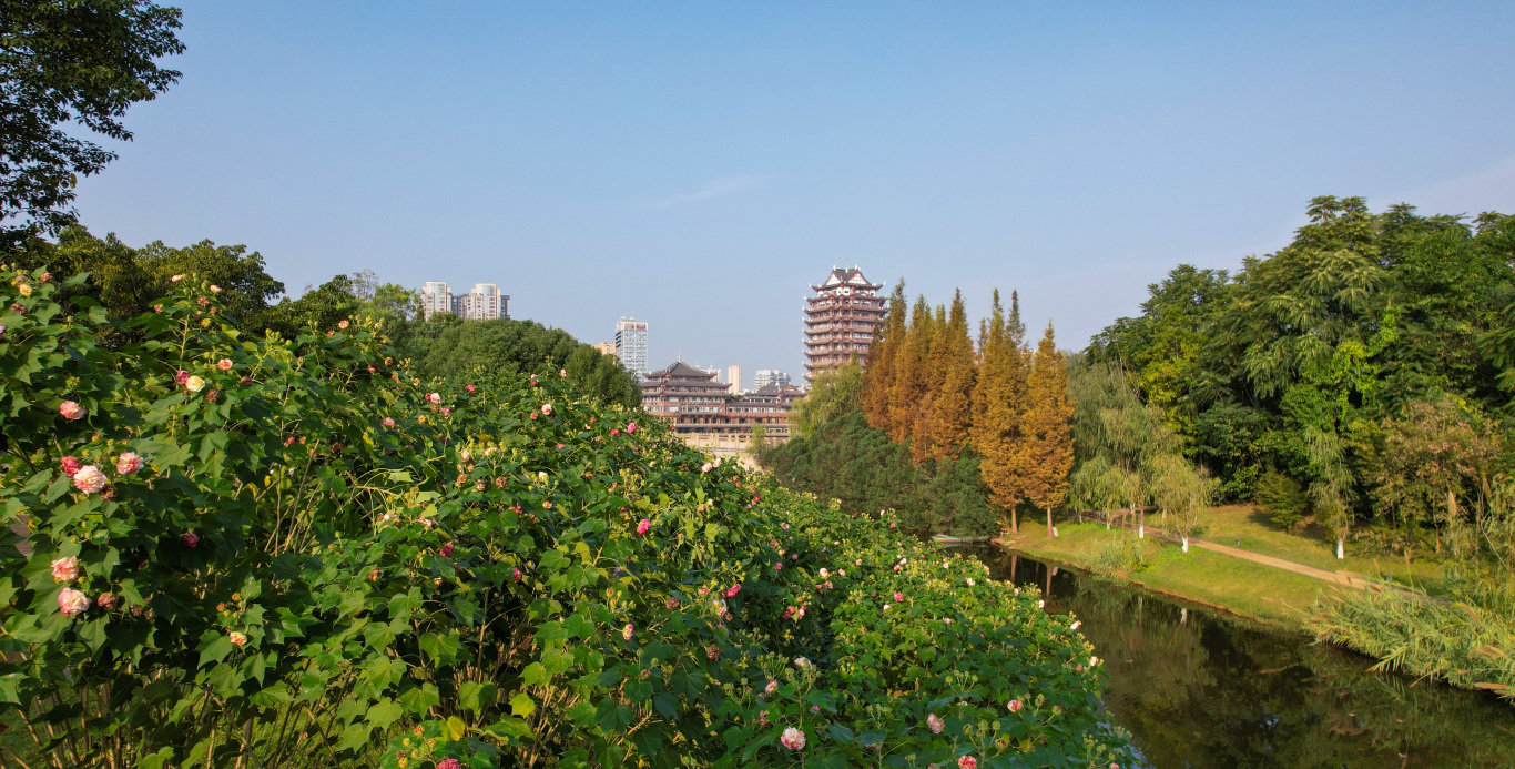 东坡城市湿地公园芙蓉 (2).jpg