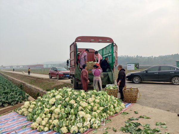 花椰菜正在装车。