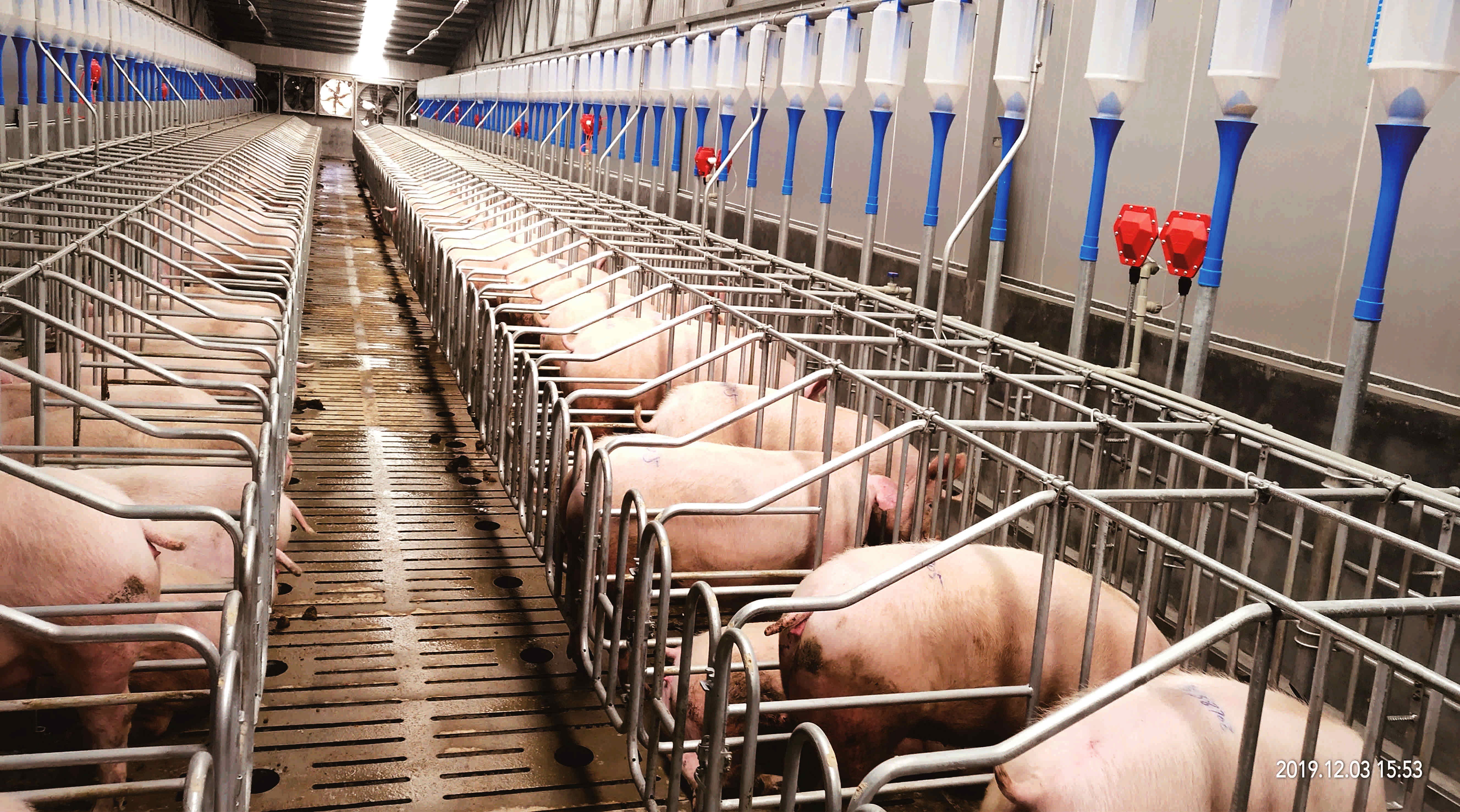 东坡区大力发展生猪产业。