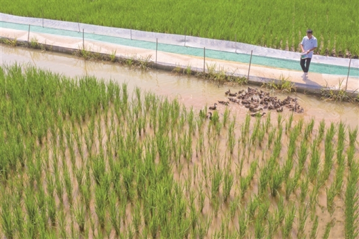 稻鸭鱼生态种养殖模式，助力“一田多收”。