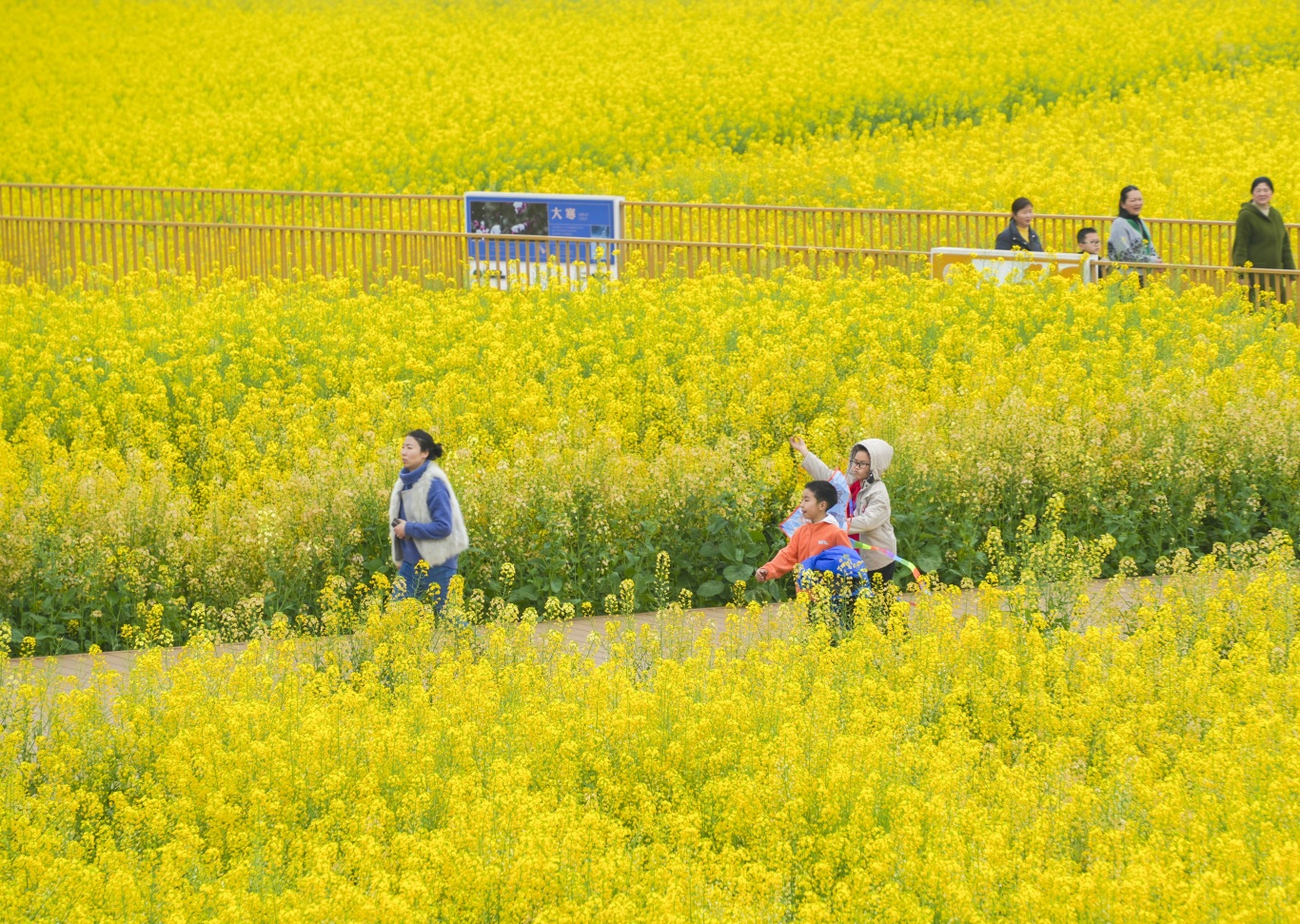 游人徜徉在彩色油菜花田内 jpg