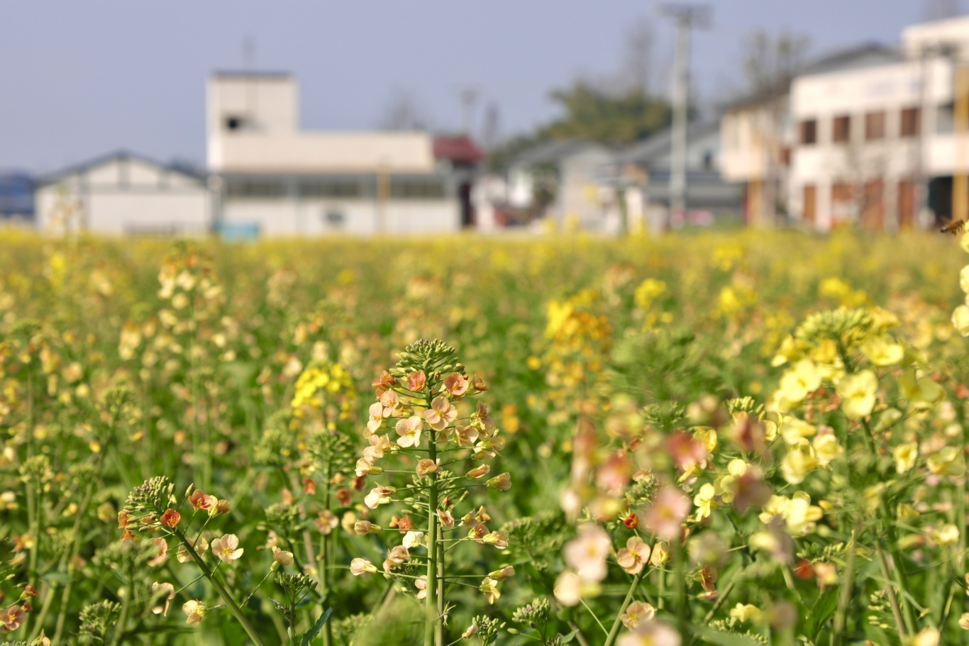 渔溪彩色油菜花图片