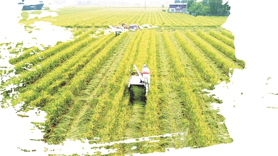 水稻丰收季 机械收割加工成主力