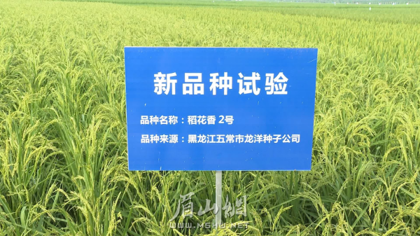加快优质、高产水稻新品种的推广应用，确保粮食生产稳中有进。
