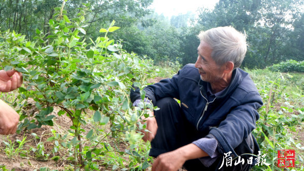  种植金银花，马锦才充满希望