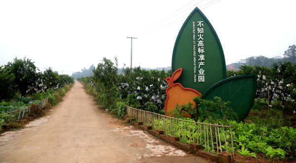 梅湾村晚熟柑橘产业园