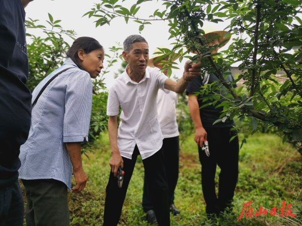 2021年6月，余江洪在洪雅县中山镇邹岗村开展藤椒技术培训。