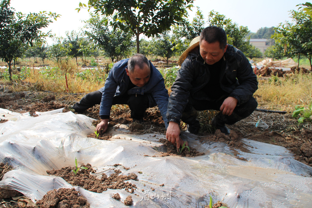 春天裡丨藏糧於地藏糧於技眉山推廣糧食作物間作套種