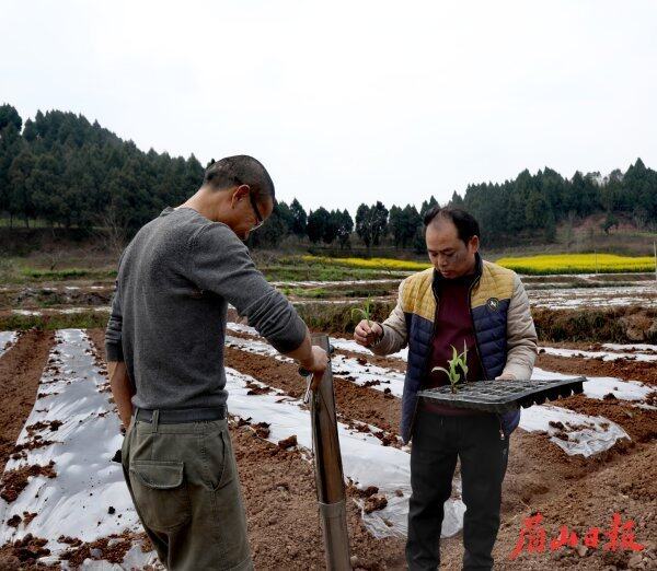 钟约奎（右）在田间指导农民高质量种植玉米。（杨鹏 摄）