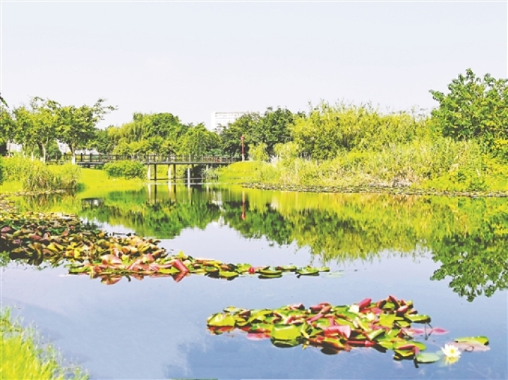 东坡城市湿地满目皆绿。