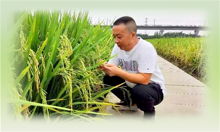 王元威在查看稻子长势。.jpg