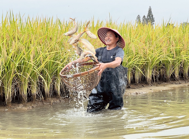 水稻丰收，东坡区的稻田鱼也到了销售旺季王允浩.jpg