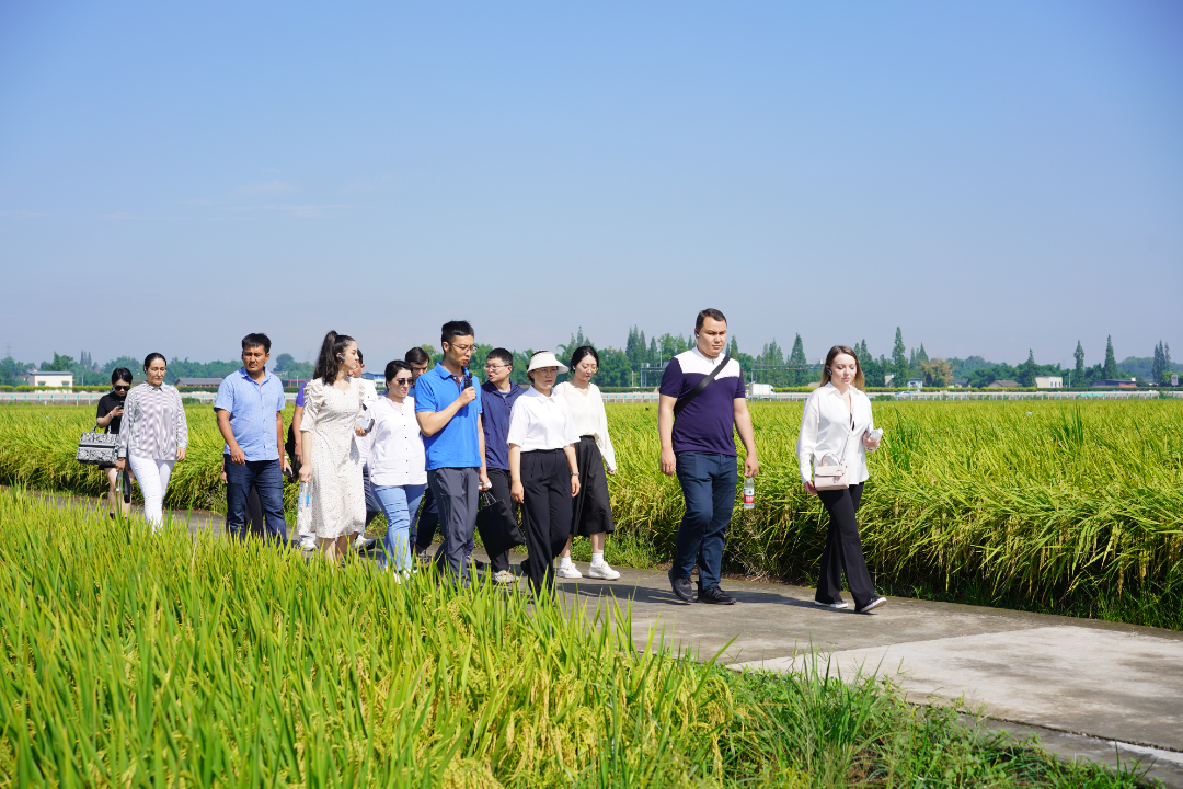  永丰村内，青年外交官们一边走，一边参观高标准农田。
