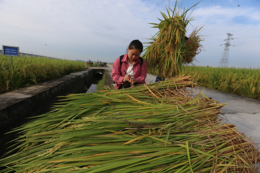 8月28日，永丰村水稻新品种新技术中试基地里，研究生陈雪芳正在填写测产的标牌。