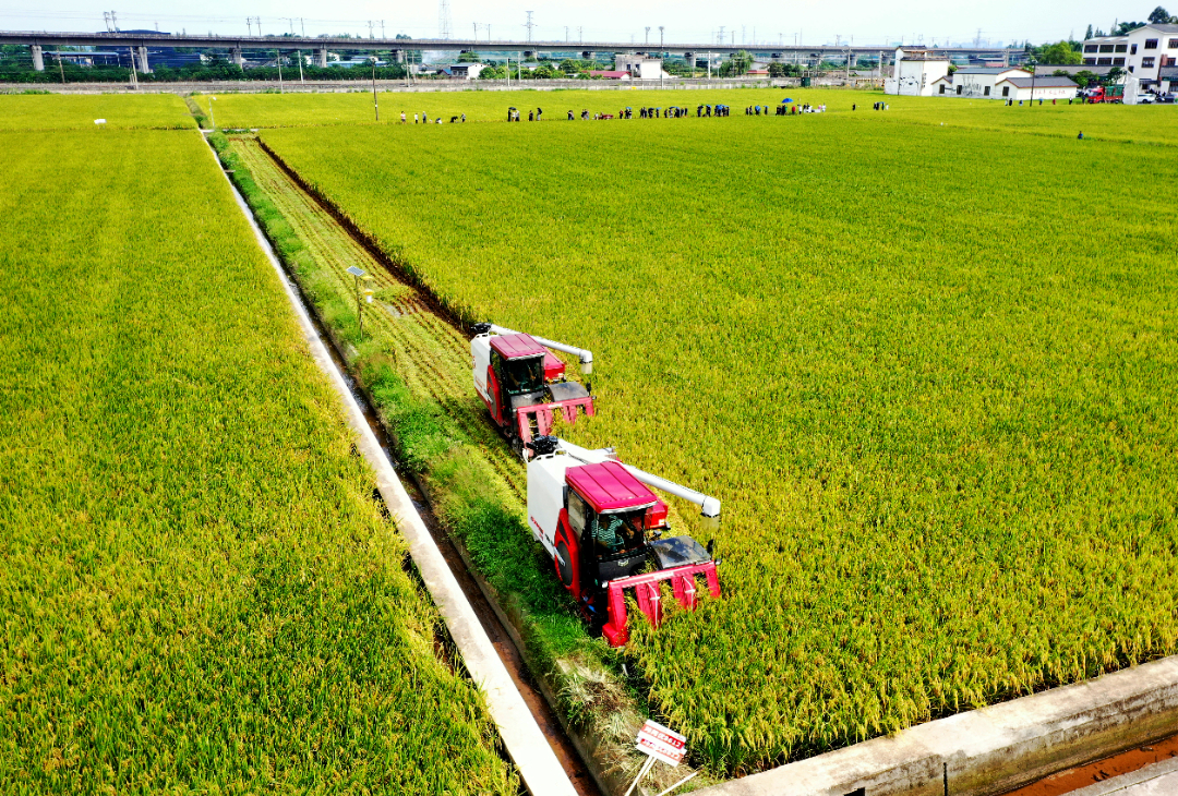 8月28日，永丰村水稻新品种新技术中试基地水稻开镰喜获丰收。